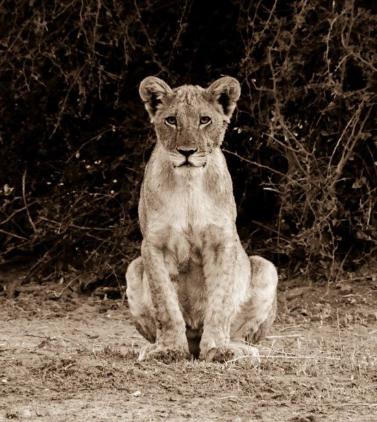 A stellar portrait of a lion at Chobe