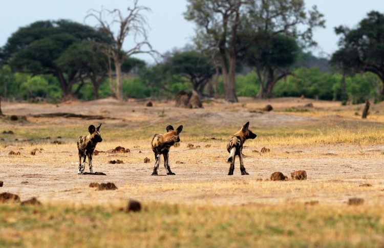 cachorros selvagens em um campo na áfrica