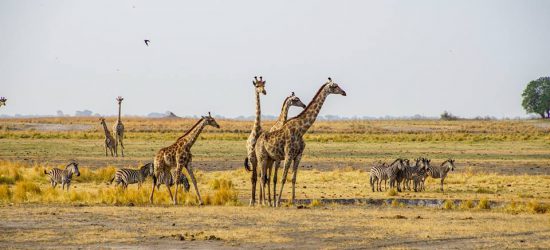 Wildlife spotted at Chobe: giraffes and zebras