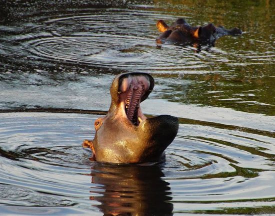 A hippo at Kirkman's Camp