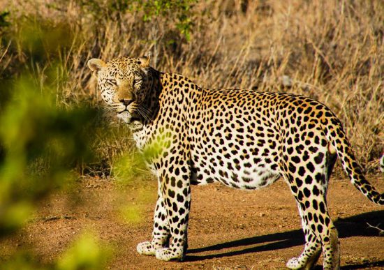 A leopard spotted at Kirkman's Camp