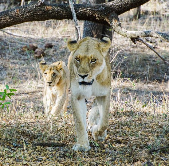 A lioness and her cub at Kirkman's Camp