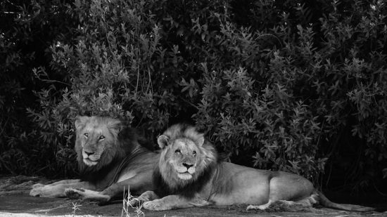 Resting lions at Kirkman's Camp