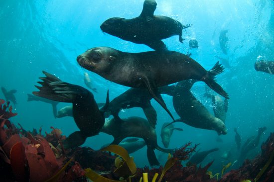 Yes, seals are members of the Marine Big 5