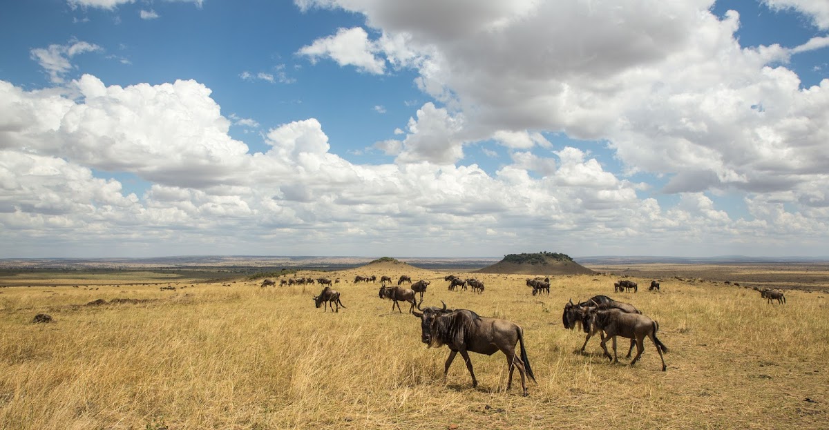 The wildebeest roam the Serengeti