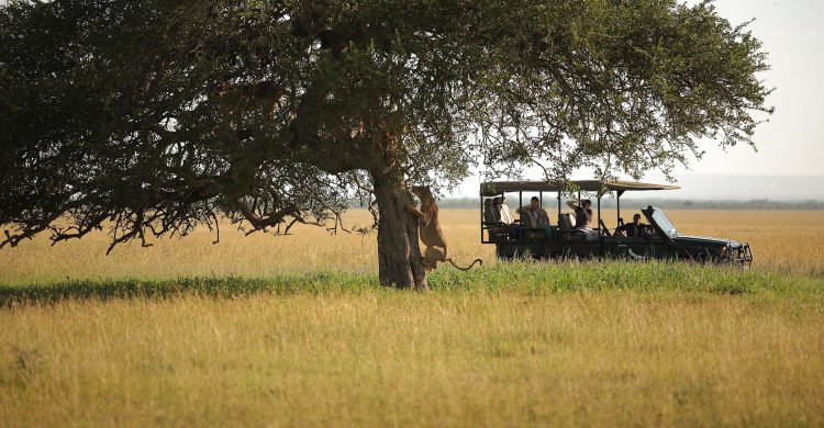 Safari nach Maß im Singita Grumeti Zeltcamp