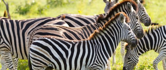 A herd of zebras together