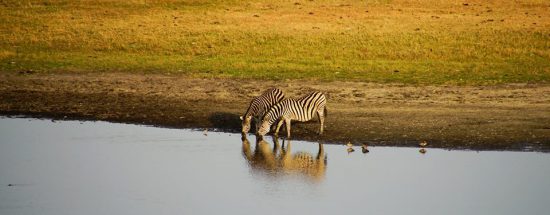 Zebras drinking water at Chobe