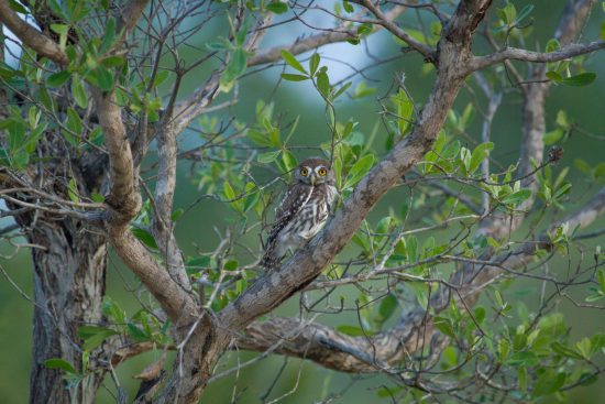 Spot the Pearl-spotted Owl on Birding Safari