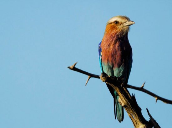 Birding Safaris at Cheetah Plains