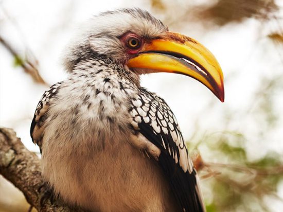 Spot beauties such as the hornbill on Birding Safari