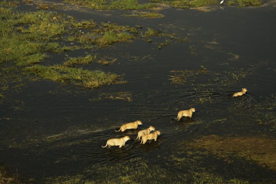 Leoas saindo à caça durante a estação verde no Botsuana