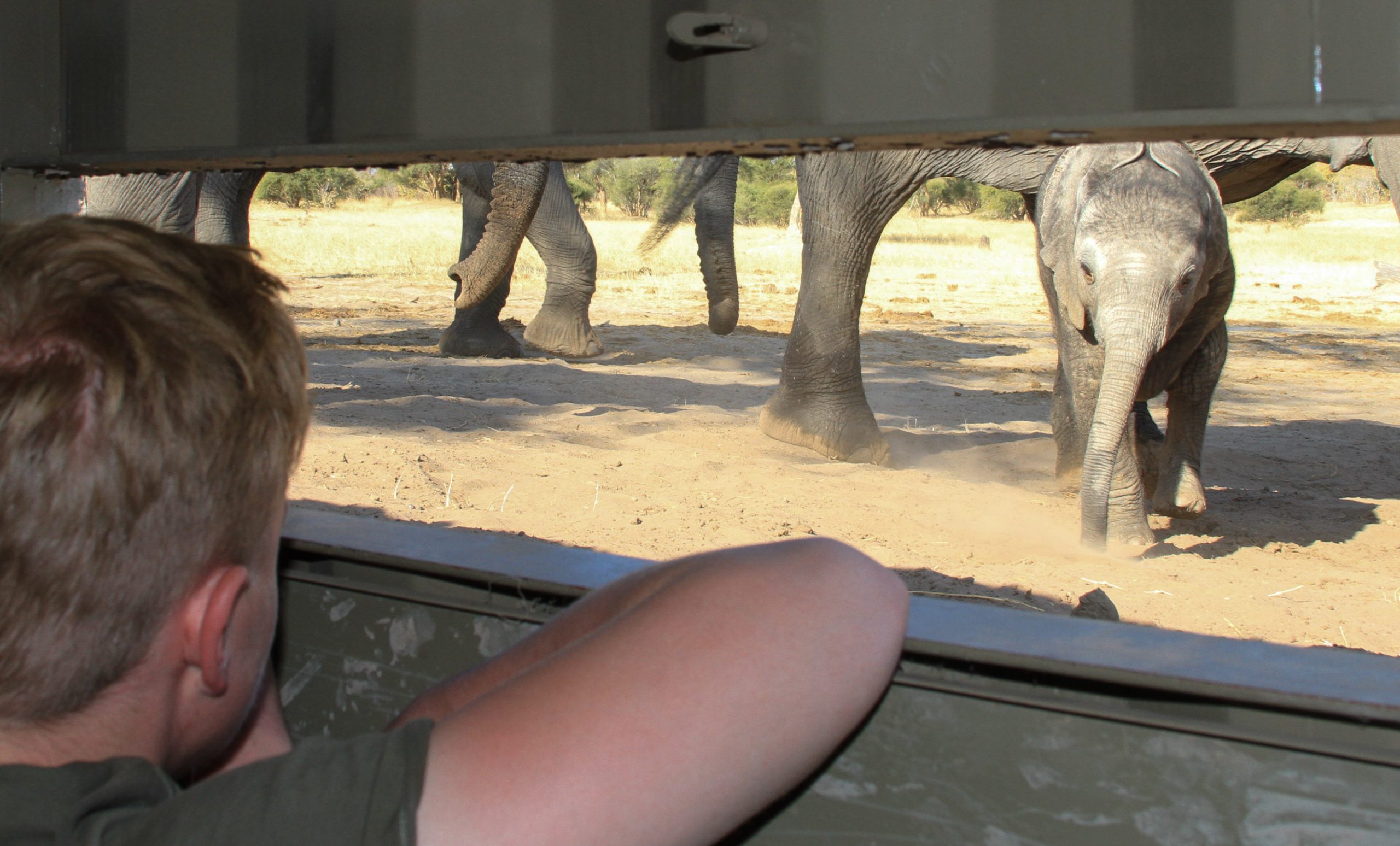 A young boy peers out of a hide to see a baby elephant