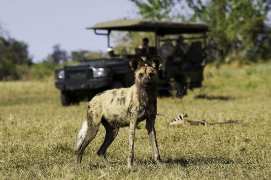 Um cão-selvagem é avistado durante safári no Botsuana