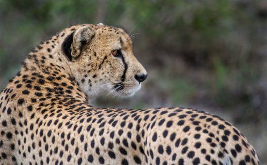 Cheetah looks back