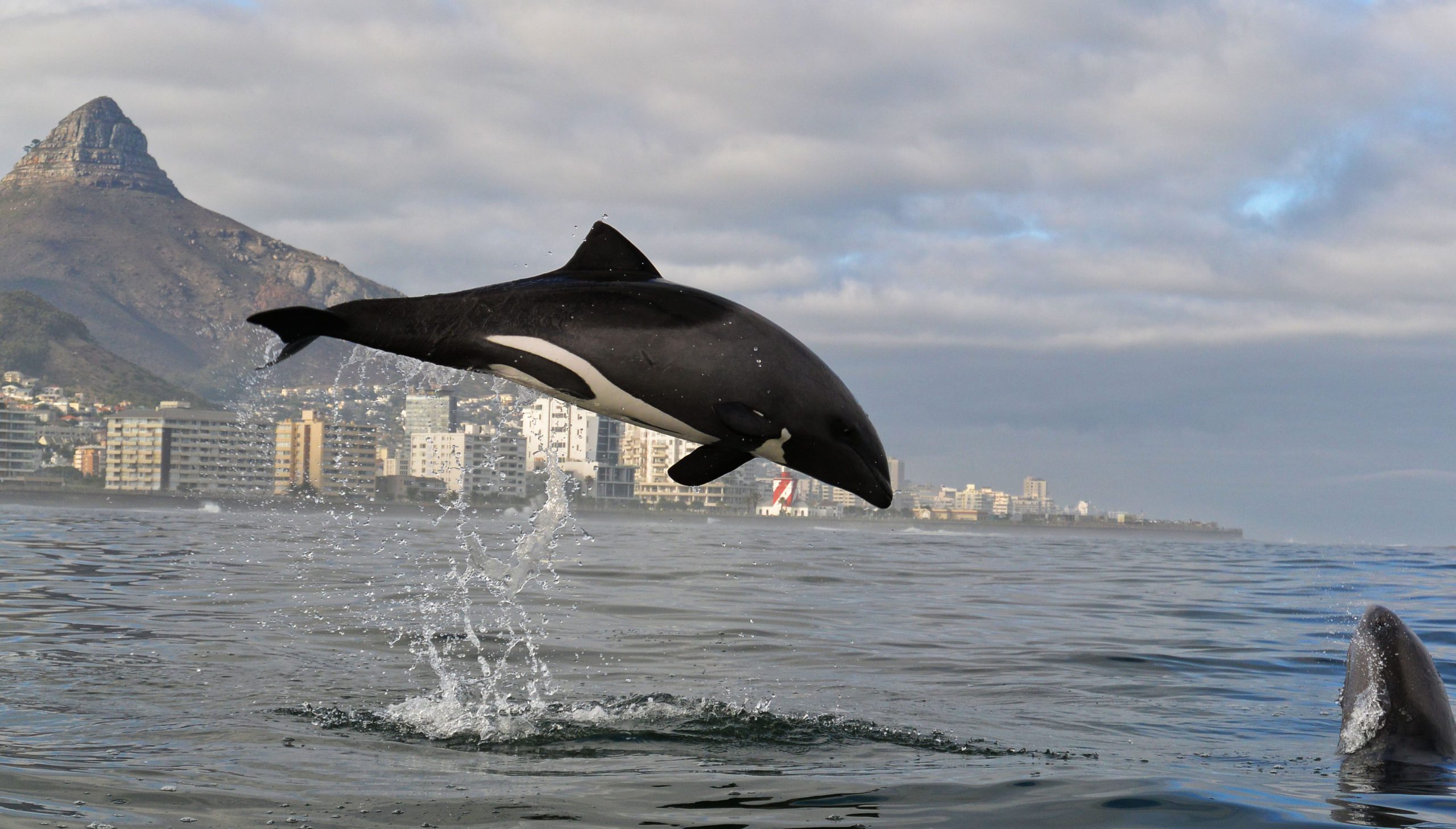 Heaviside's Dolphin in Cape Town Photo by Kaskazi Kayaks