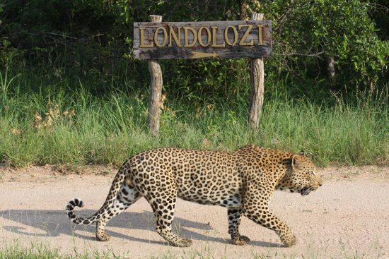 The iconic leopard at Londolozi