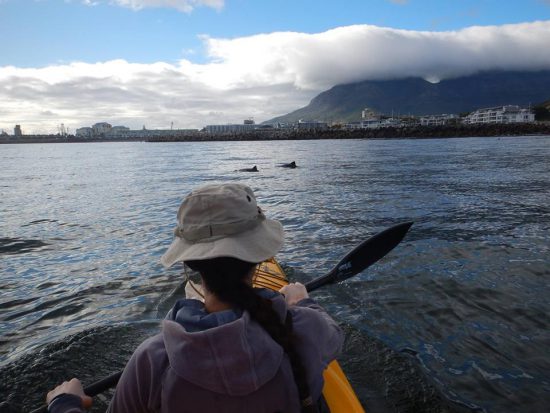 Kayaking with dolphins in Cape Town 