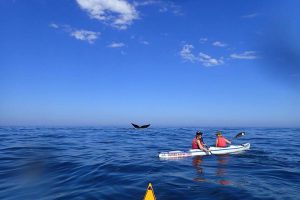 Kayak avec des baleines, un des possibles safaris en Afrique de Rhino Africa