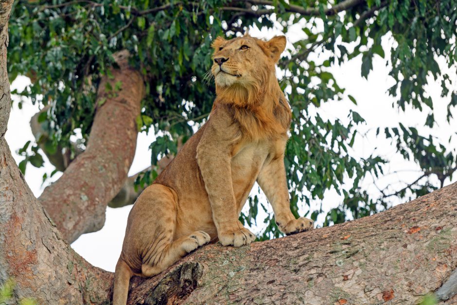 Adolescent male lion in a tree