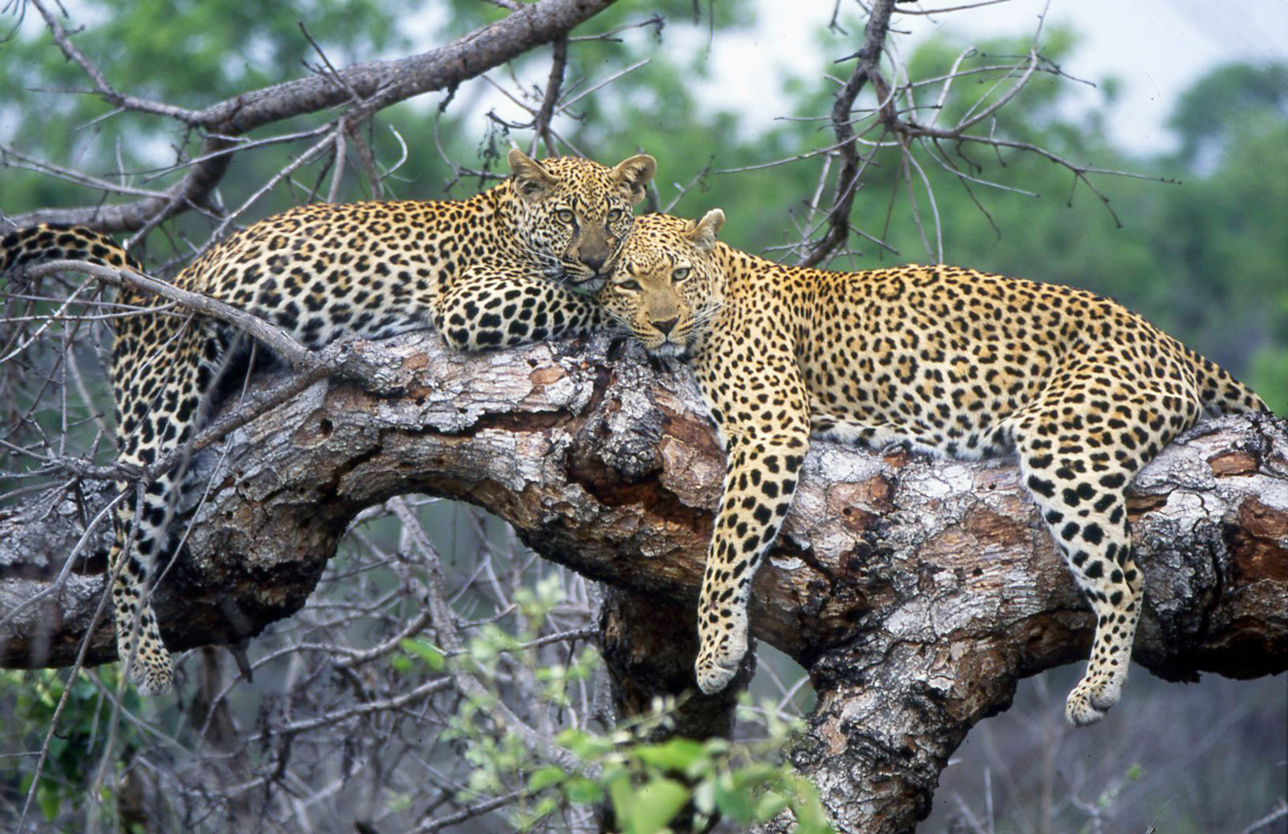 Sabi Sand ist berühmt für seine anmutigen Leoparden – so lassen sich diese auch bei Londolozi immer wieder blicken.