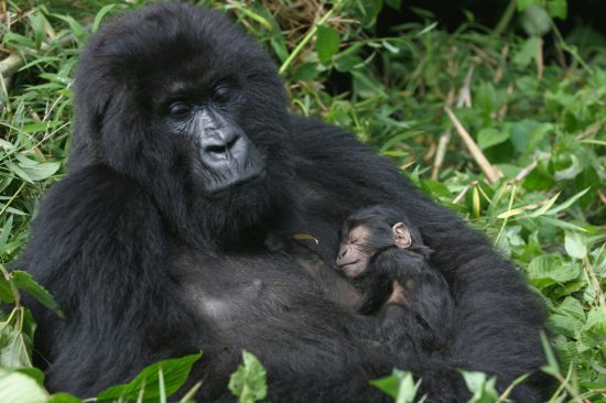 Mother gorilla with tiny baby