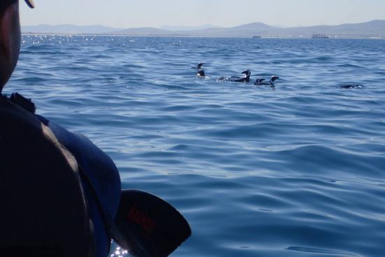 Penguins swimming in the sea in Cape Town