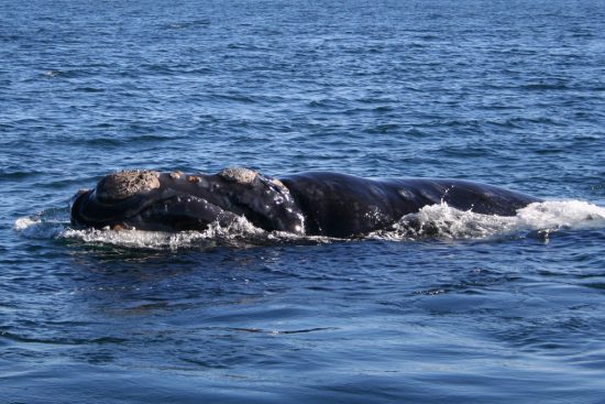 Baleia-franca-austral na Cidade do Cabo, África do Sul