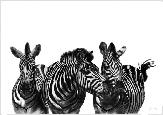 Vincent Reed's Sketch of zebras