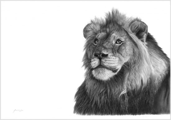 Vincent Reed's Sketch of male lion