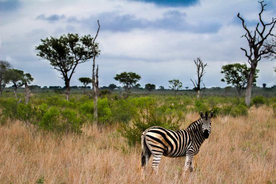 Zebra standing in field with trees in the background