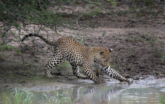 Adolescent leopard playing with terrapin in lake