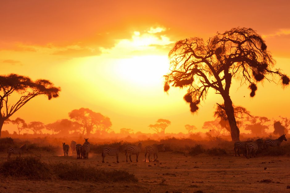 Amazing sunset with zebras