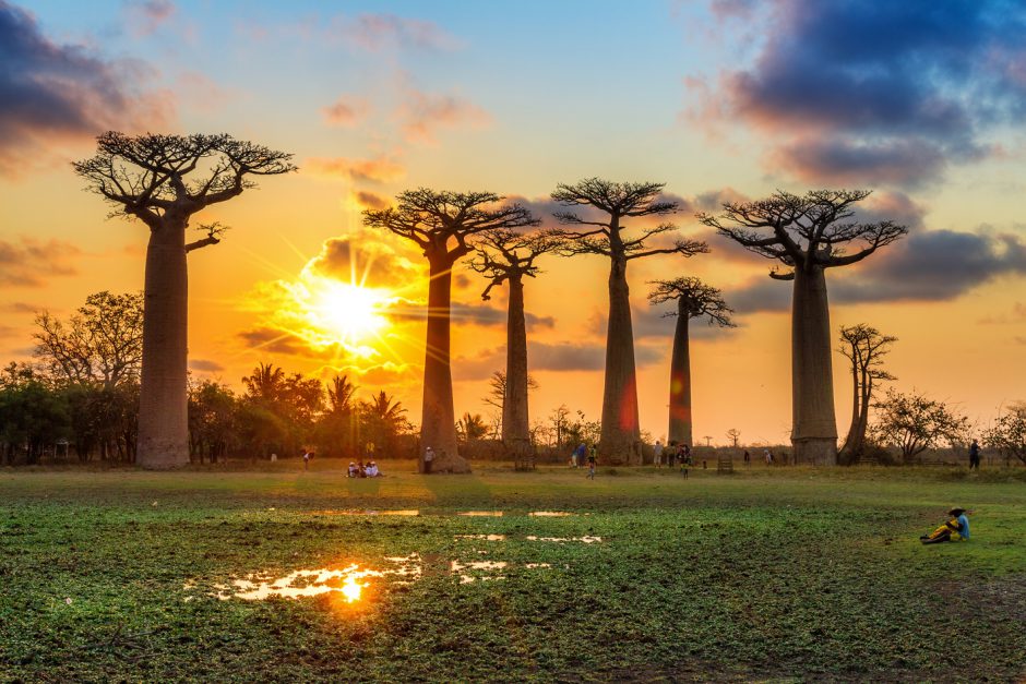 Avenue of baobabs at sunset