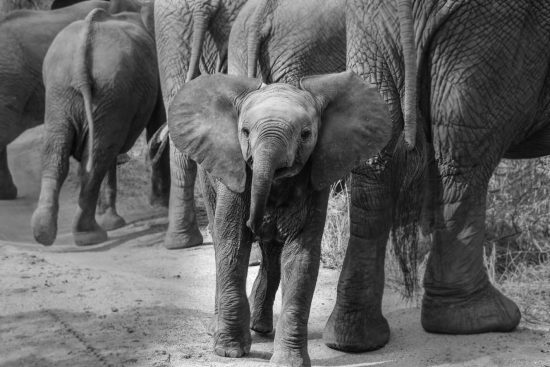 A baby elephant trumpets towards the camera