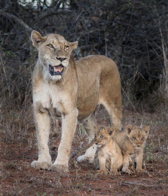 Female lion with her two cubs