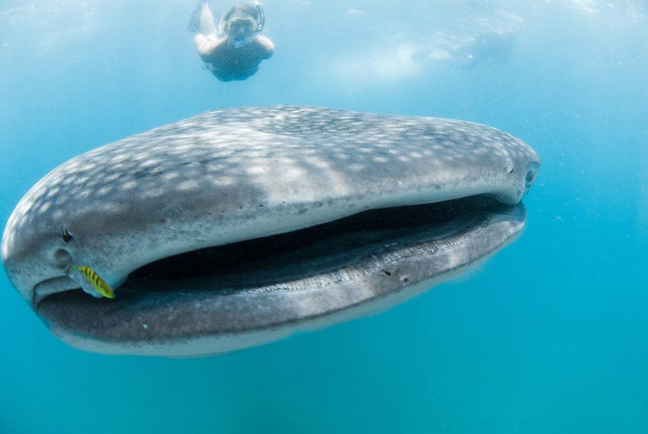 Experience swimming with whale sharks