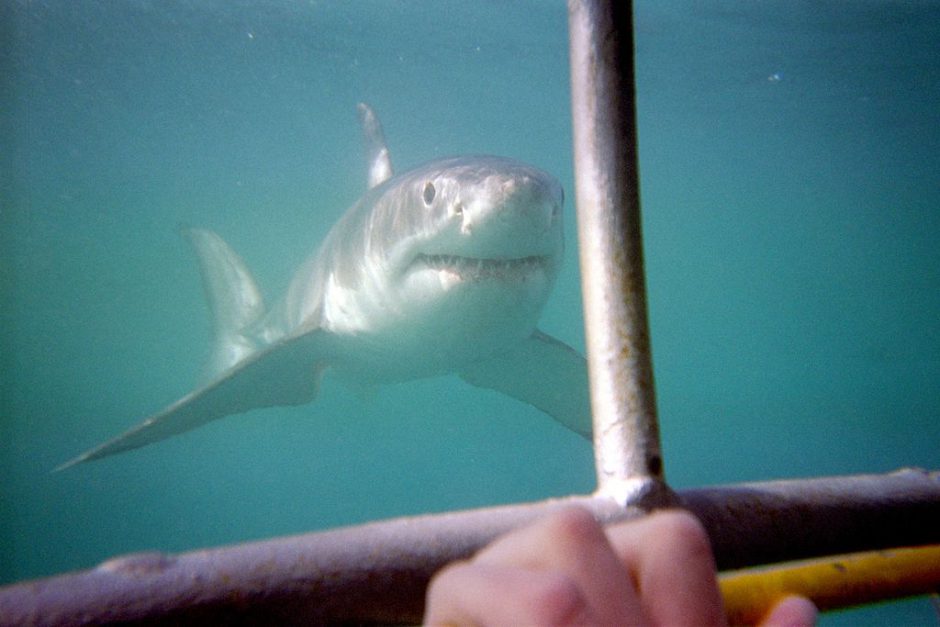 Cage diving with a great white shark in South Africa