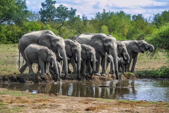 A herd of elephants drinking at a waterhole