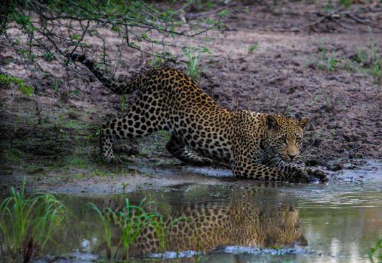 A leopard crouching at the edge of a lake