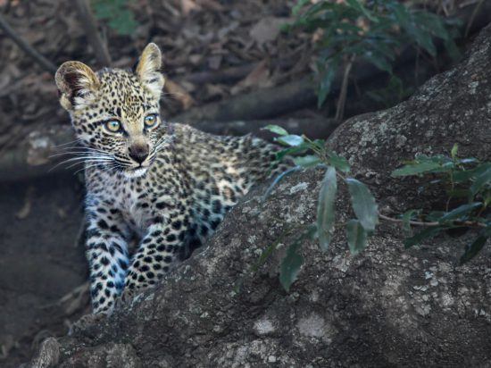 A leopard cub learns to crawl up a tree