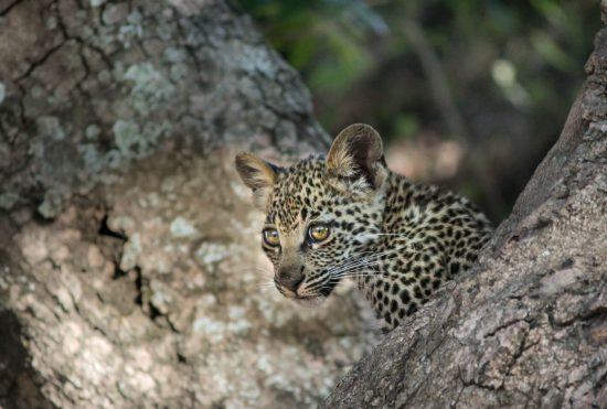 A leopard cub peers out from a tree