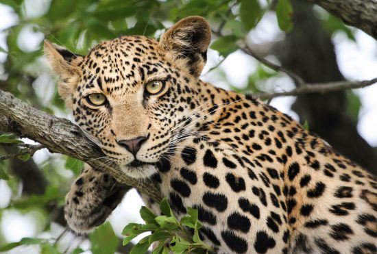 A leopard resting in a tree