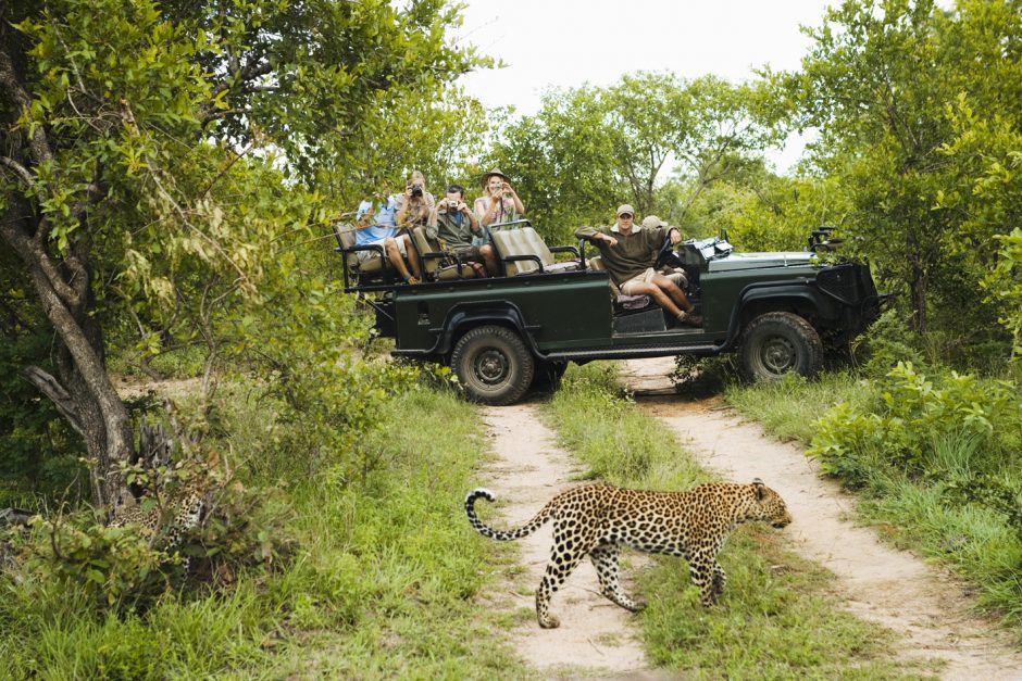 Leopard walks across path in front of safari vehicle