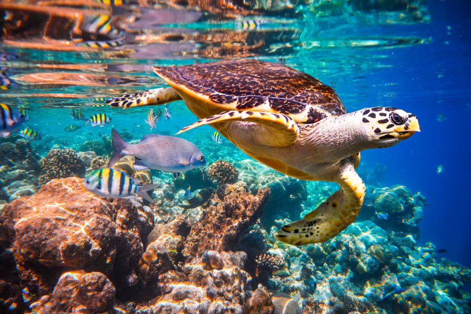 Turtle in shallow coral reef