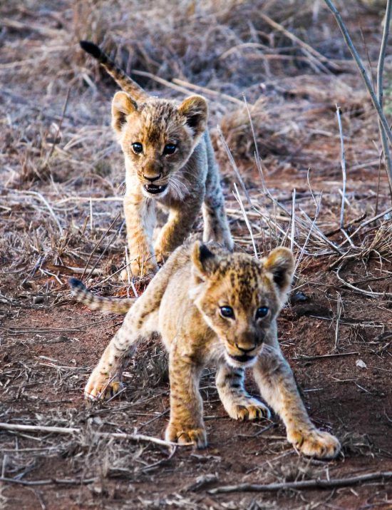 Two small lion cubs play together