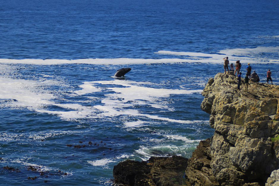 Man watching whale jumping from cliff