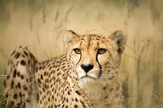 cheetah between grass