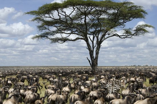 Africa is travel ready: Great Migration in East Africa