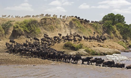 Animais cruzando o rio Mara durante a Grande Migração dos Gnus